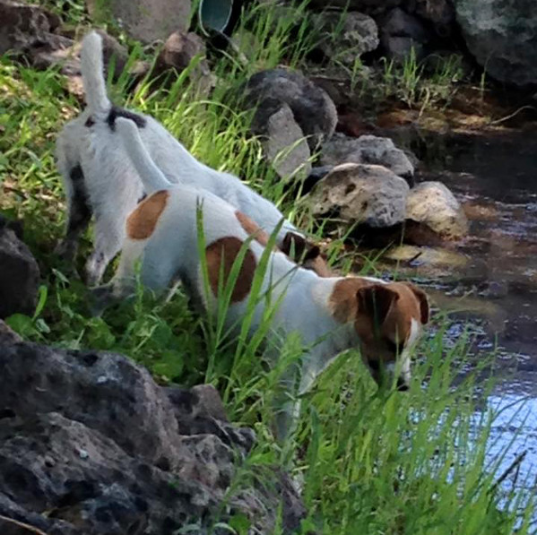 Me Not Jack Russell Terriers