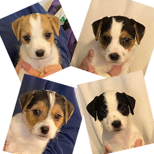 Me Not Jack Russell Terriers