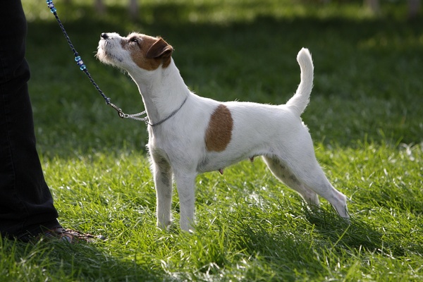 mckinley parson russell terrier